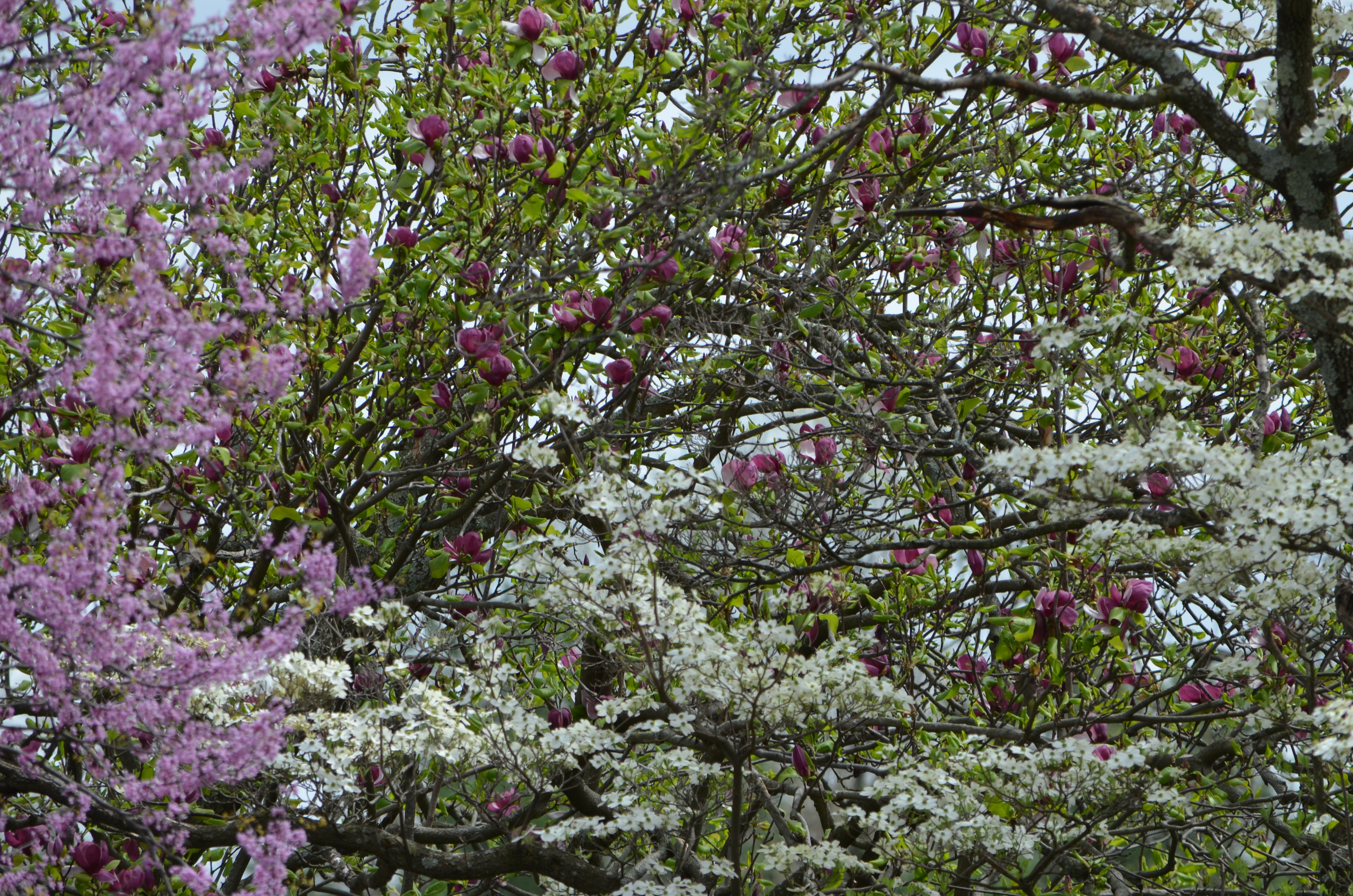 Virginia Spring Flowering Trees Stock