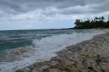 Seaweed on the beach RIGHT stock