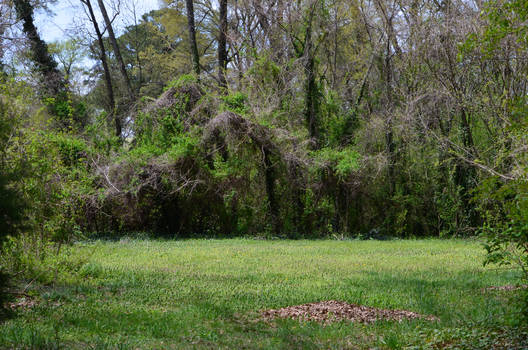 Overgrown Backyard Spring