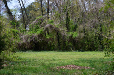 Overgrown Backyard Spring