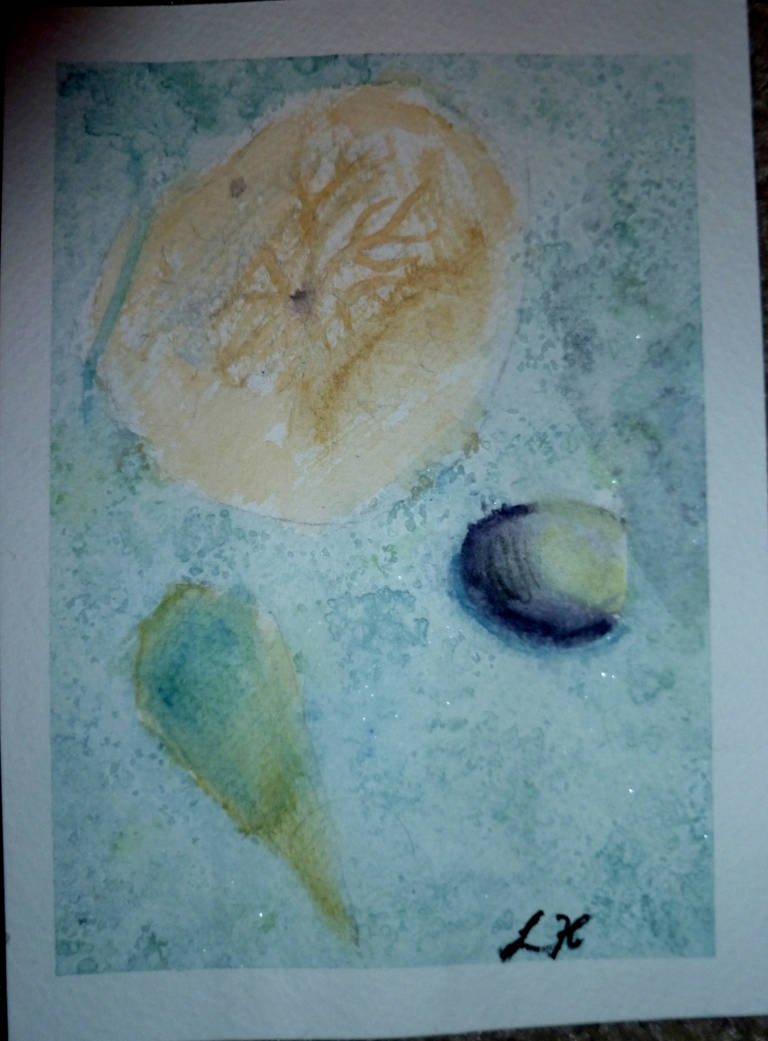 Shells by daveylover75 on DeviantArt