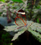 Glasswing Butterfly by crystallised-x