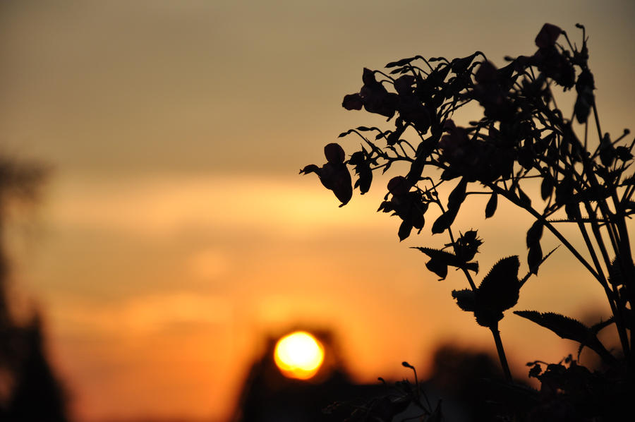 Sunset Shadow Protection Sunset shadows by Manncrafter on DeviantArt
