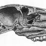 Cross Section of Horse Skull