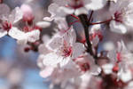 Pink Cherry Blossoms by Wandelust