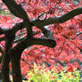 Japanese Maple