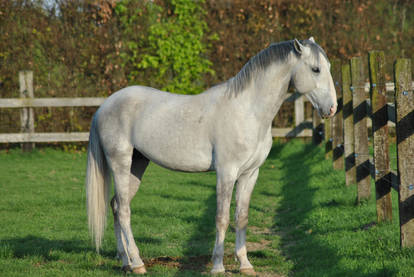 Lipizzaner stallion