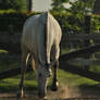 lipizzaner gelding