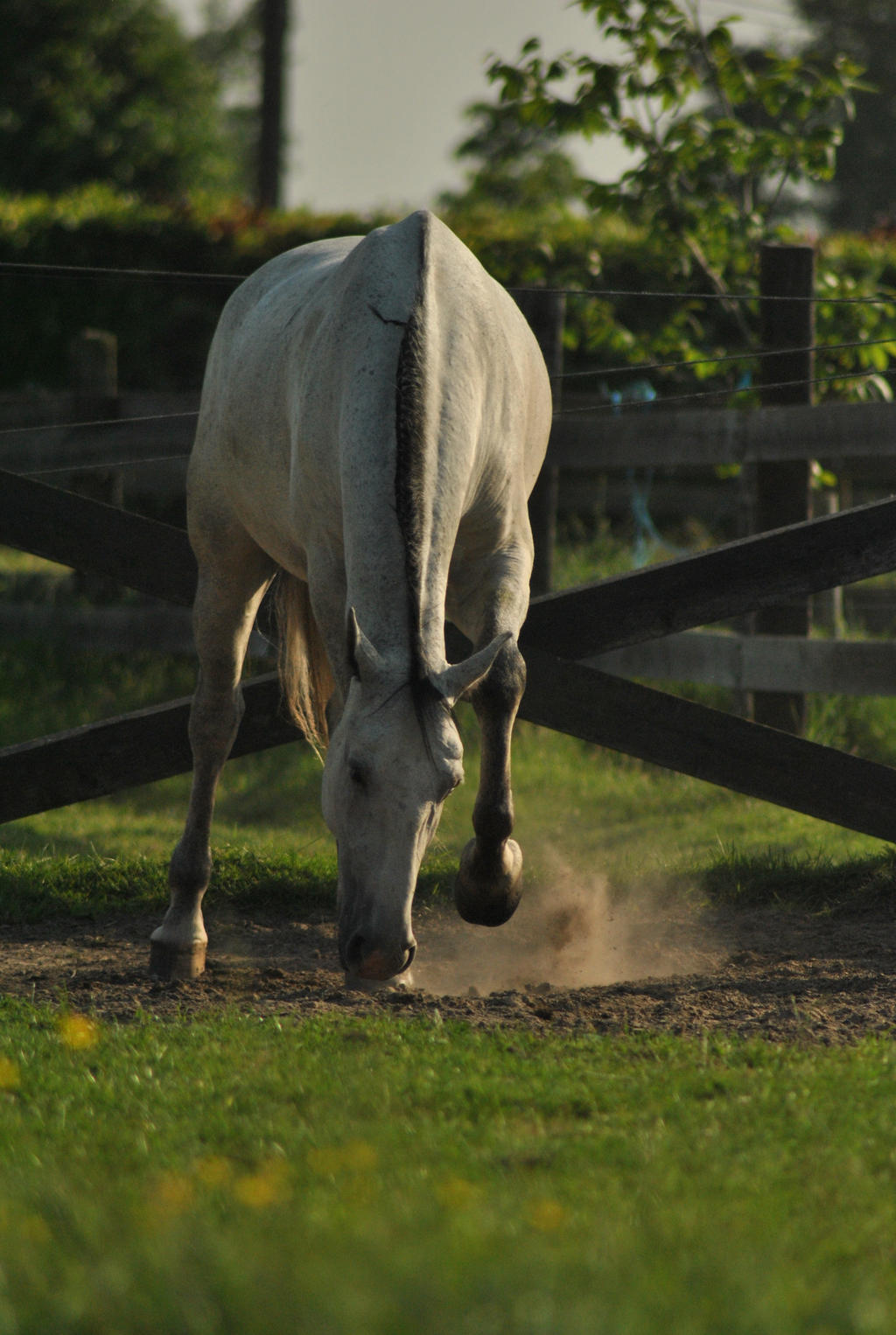 lipizzaner gelding