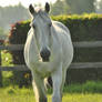 lipizzaner stallion