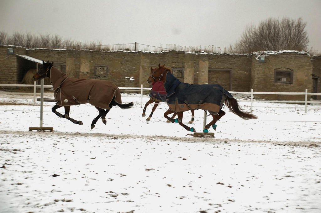 Pegasus's