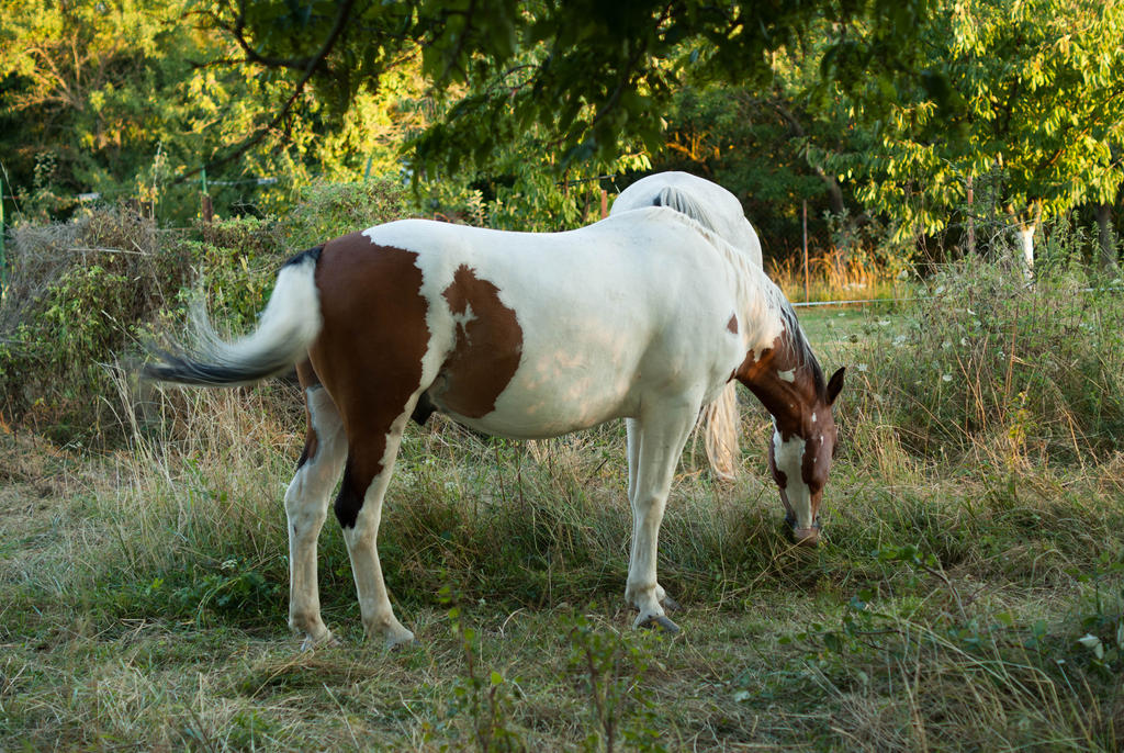 Some Horse arround !