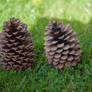 3 pine cones in my garden !