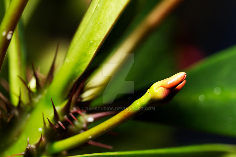 Spindly by RahStudios on DeviantArt