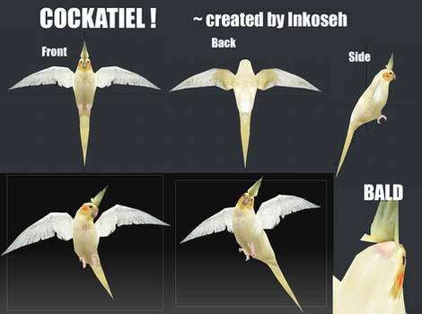 Its a Cockatiel