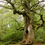 The old huge oak tree