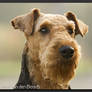 Airedale