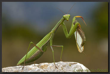 Praying Mantis