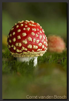 Fly Agaric