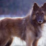 wolfdog