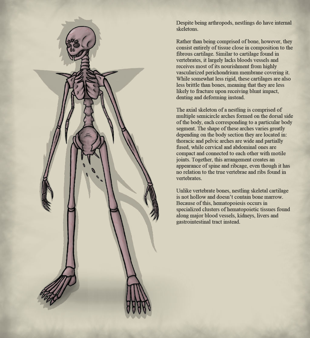 Nestling anatomy: skeleton by BananaScholar on DeviantArt