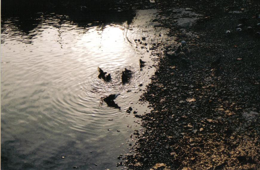 bathing