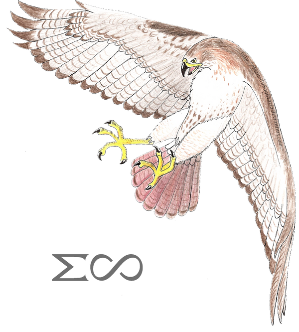 Bird Practice: Red-Tailed Hawk