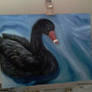 Black Swan of Dawlish