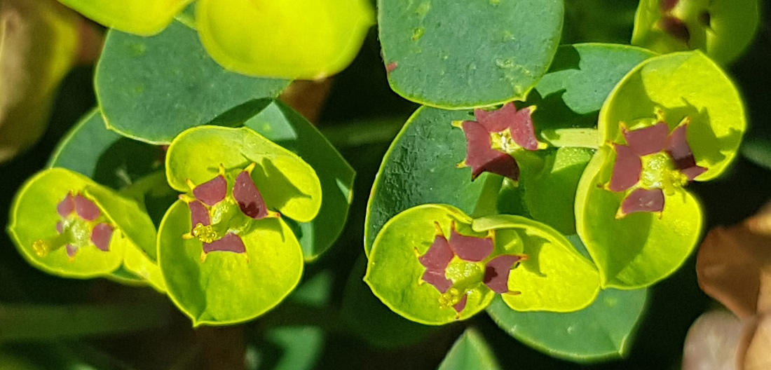 Fancy Leaves by CatonaBlade on DeviantArt