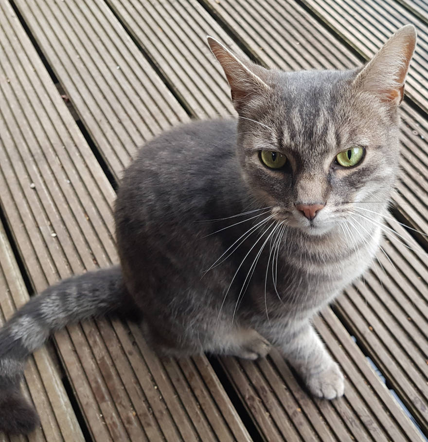 Tabby Grey Cat By CatonaBlade On DeviantArt tabby-grey-cat-by-catonablade-on-deviantart