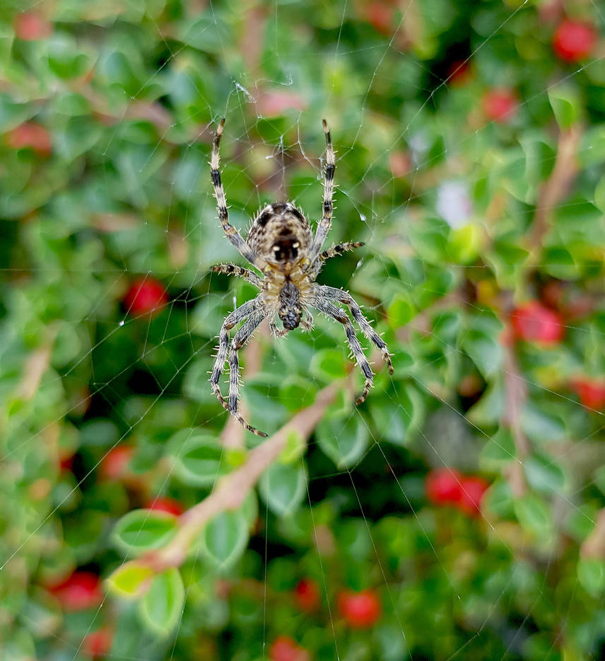 Bush Spider Spider in a bush by CatonaBlade on DeviantArt