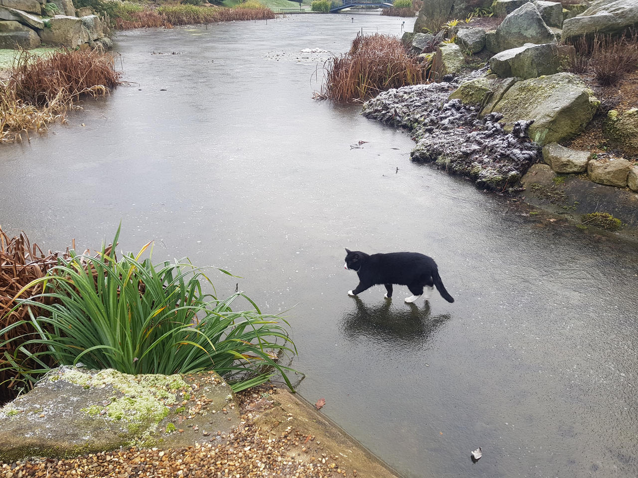 I can walk on water! by CatonaBlade on DeviantArt