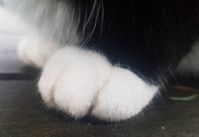 Soft Paws