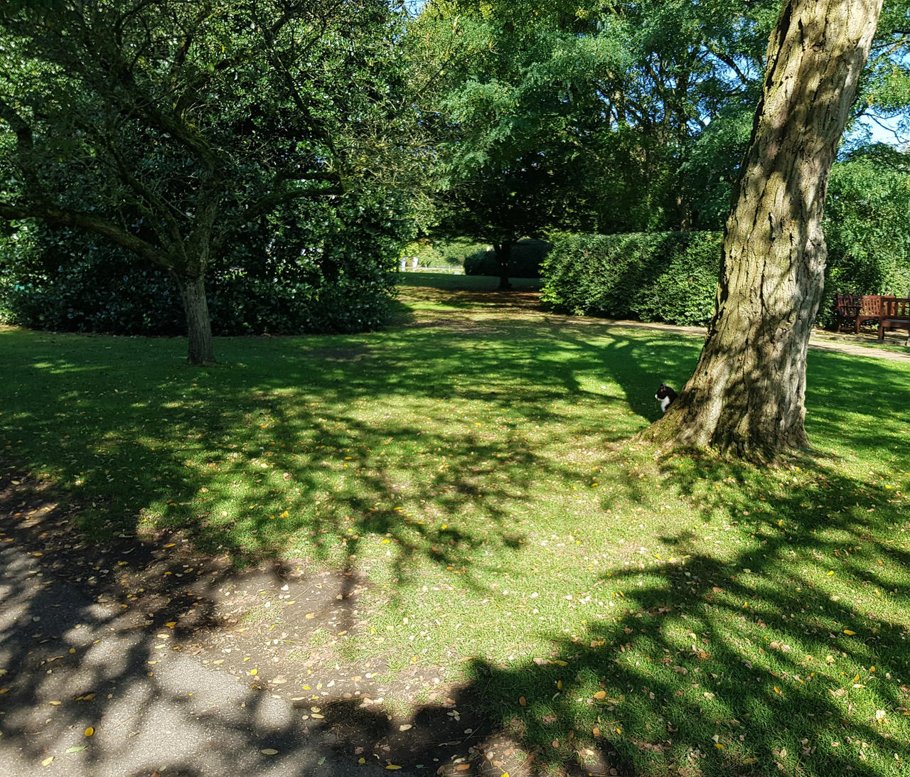 I like to admire the tree shadow patterns by CatonaBlade on DeviantArt