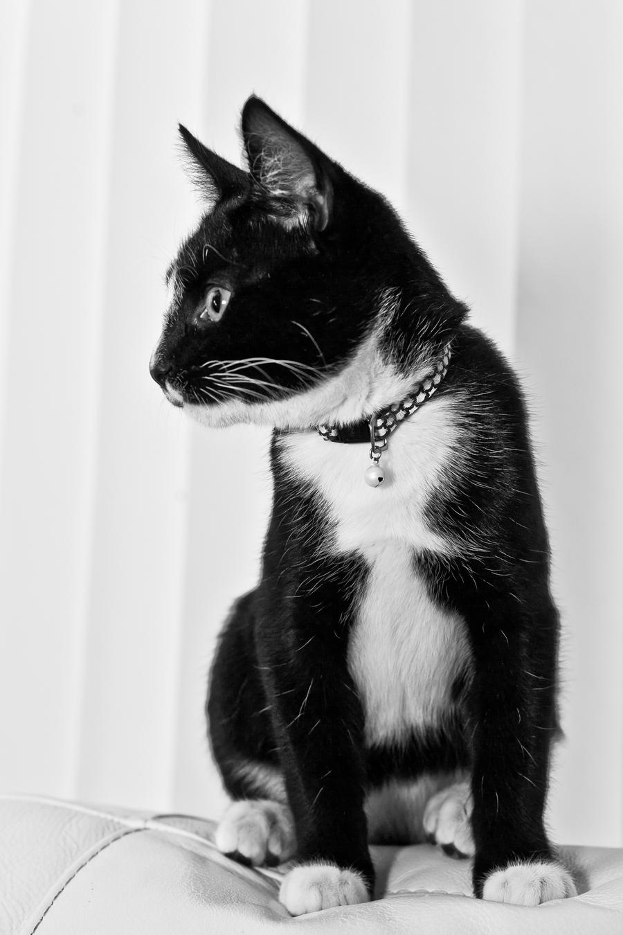 Tuxedo Cat