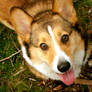 Taven The Wonder Corgi