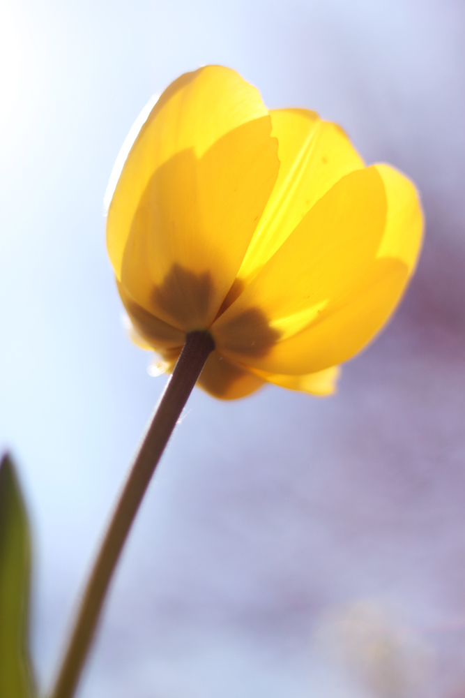 spring tulip