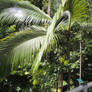 Palm tree in the Daintree Rainforest