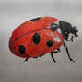 Ladybug
