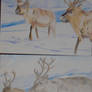 Reindeer Practice
