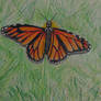 Monarch Butterfly