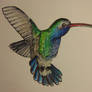 Hummingbird