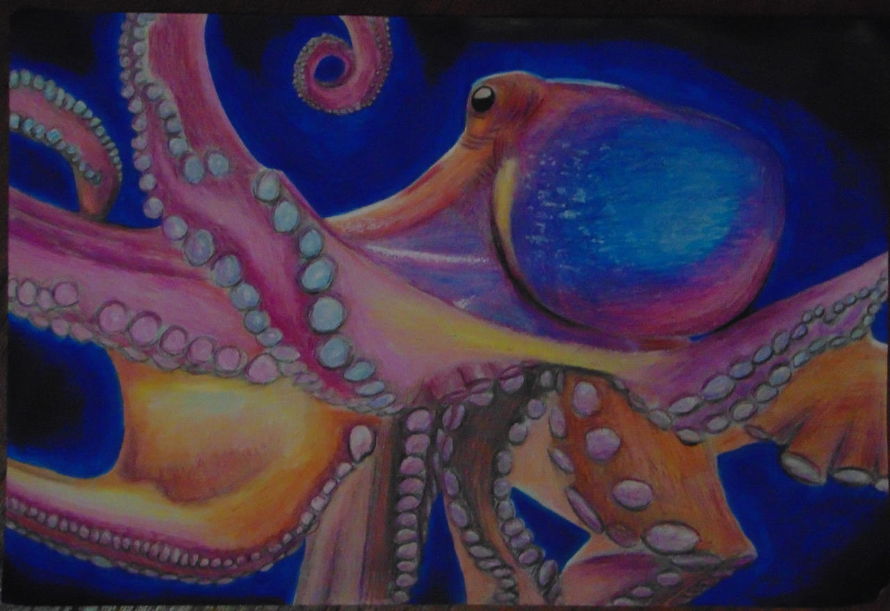 Octopus