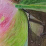 Crabapples O'Keeffe
