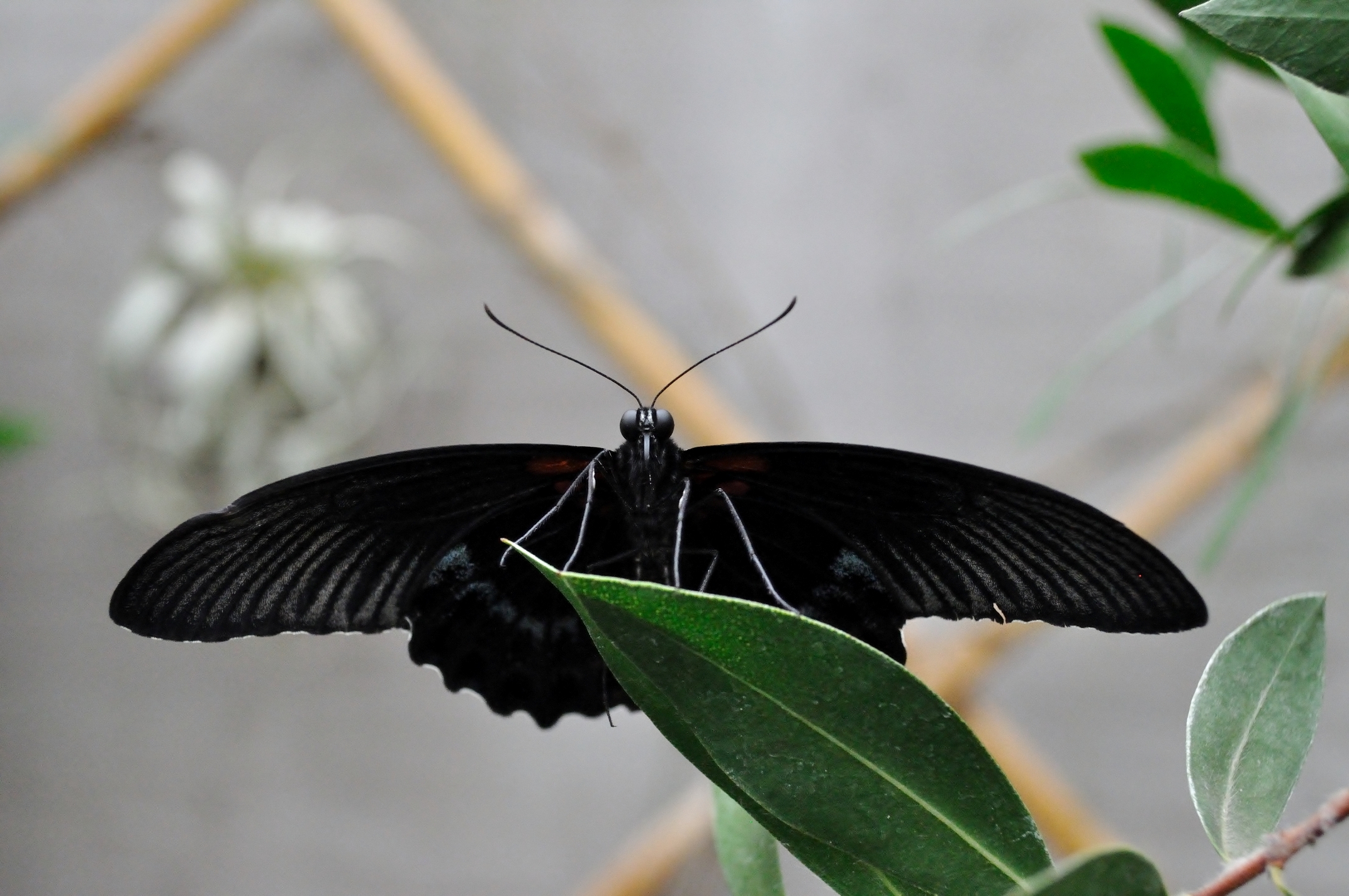 butterfly house