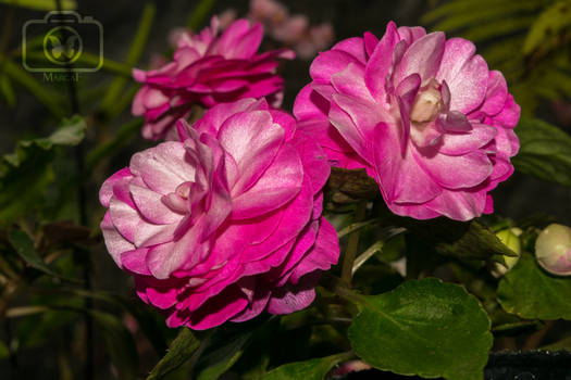 Alegrias flowers