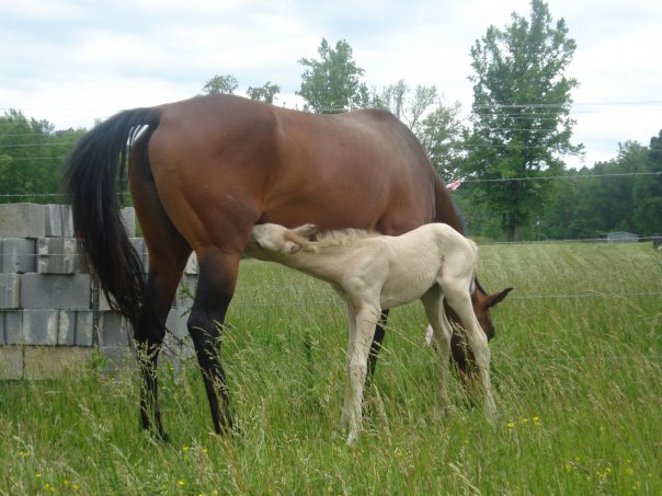 Quarter Horse Nursing Foal