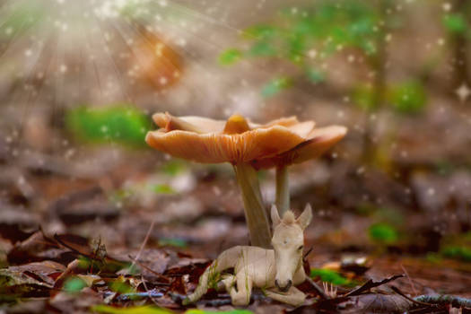 Magick Under The Mushrooms