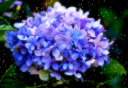 Dreamy Hyacinth