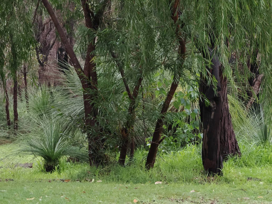Trees after rain by CairinaPhotography on DeviantArt Trees after rain by CairinaPhotography on DeviantArt